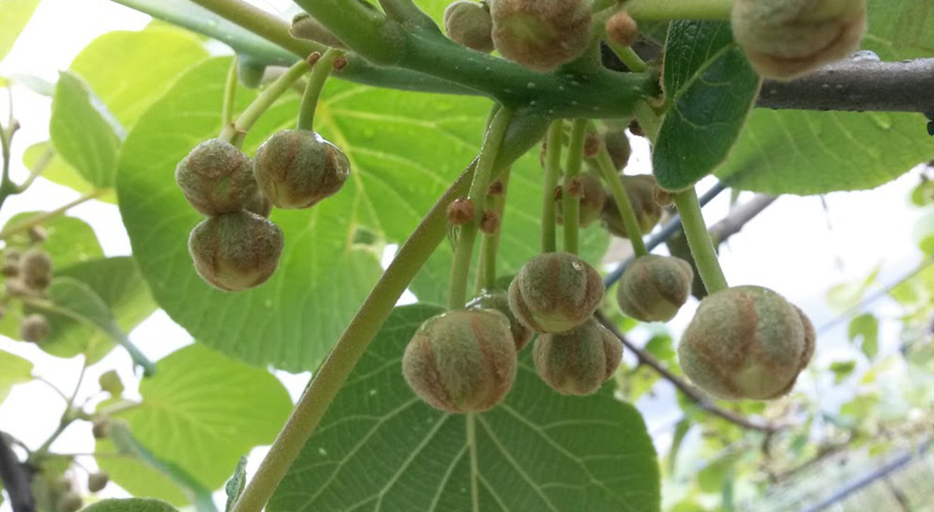 Kiwi Verde 1